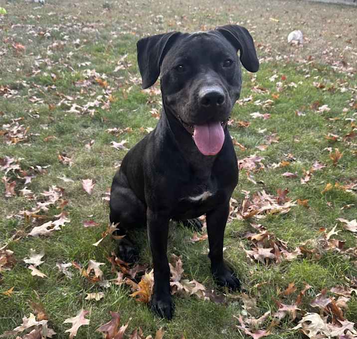 Photo of Koda
