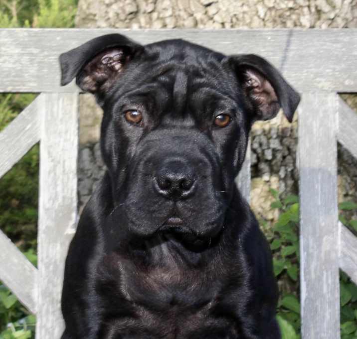Photo of Midnight