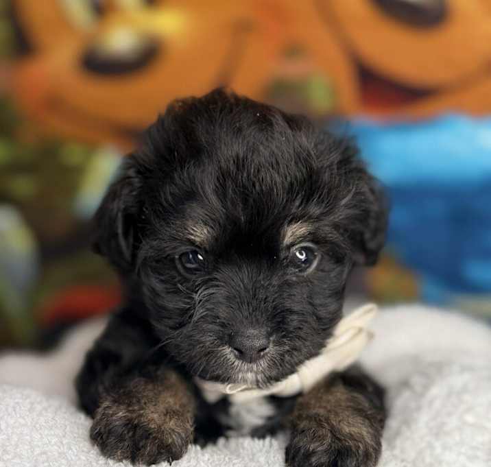 Photo of Kai