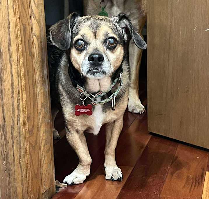 Photo of Mittie
