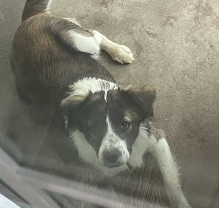 Photo of Milo