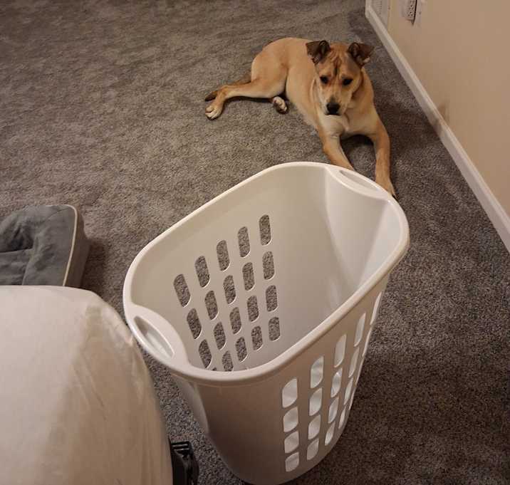 Photo of Skips