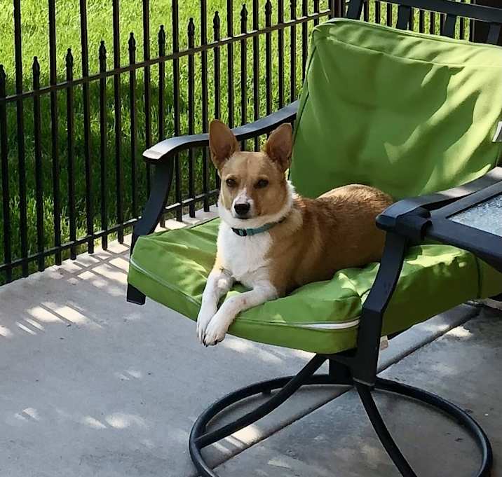 Photo of Marshal