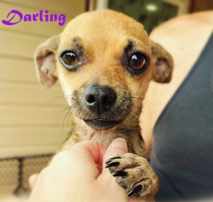Photo of Darling