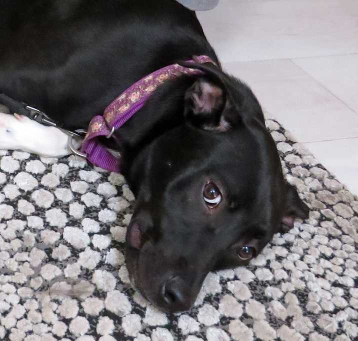 Photo of Violet