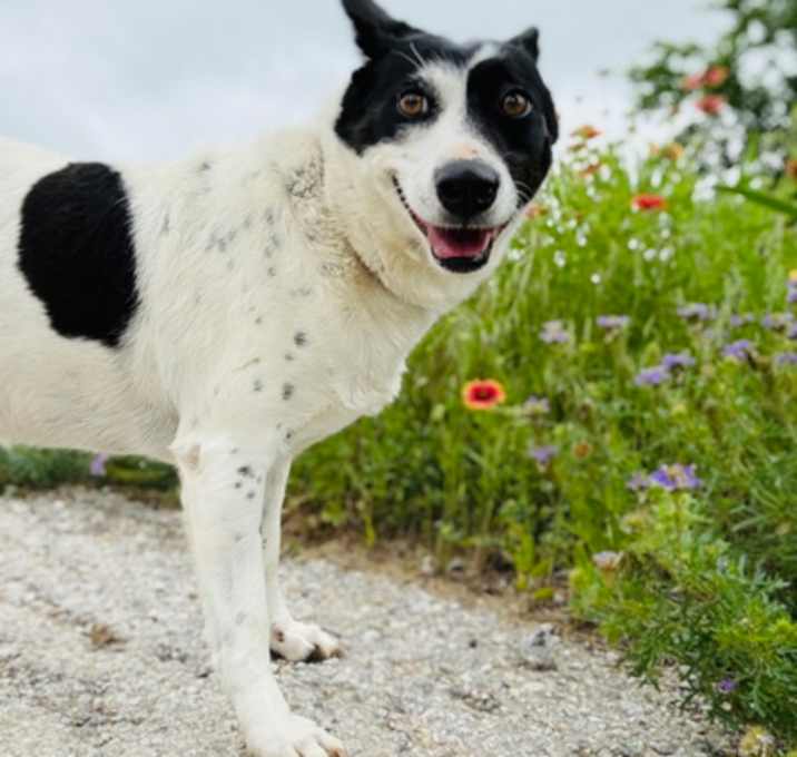 Photo of Opal