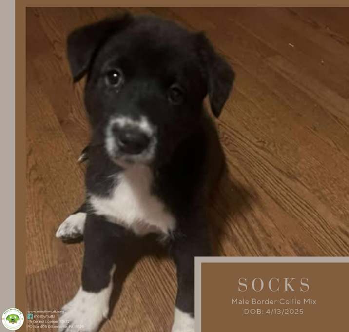 Photo of Socks