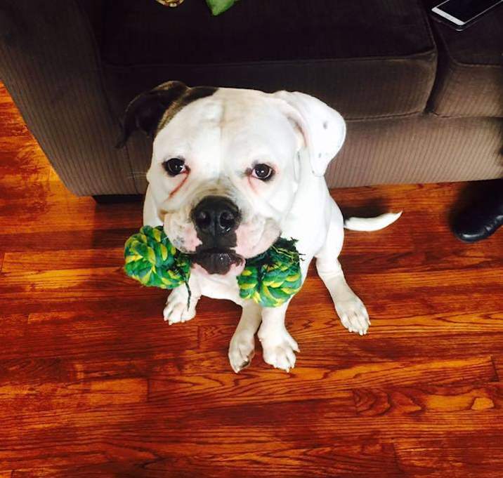 Photo of Bruno