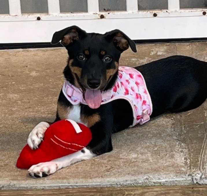 Photo of Bella