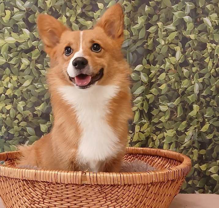 Photo of Simmie