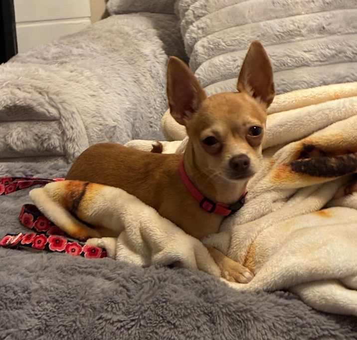 Photo of Daisy