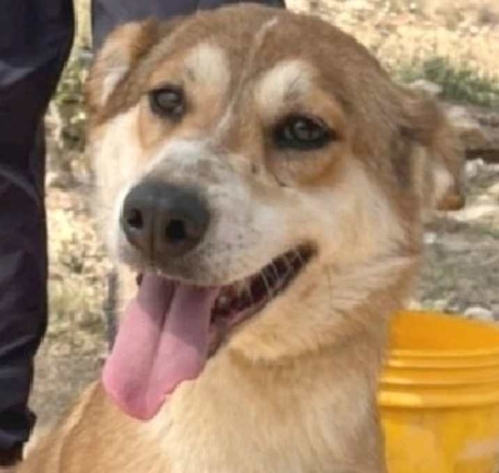 Photo of Evie (Israel) sv