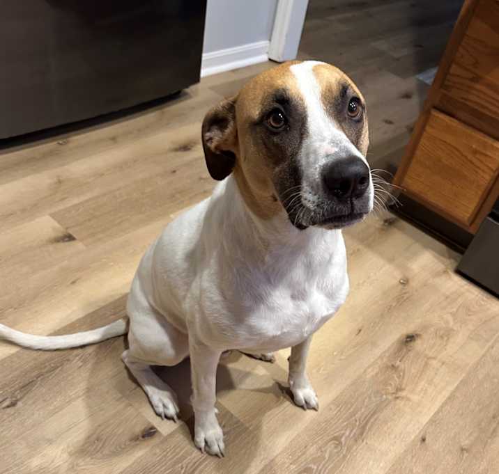Photo of Koda