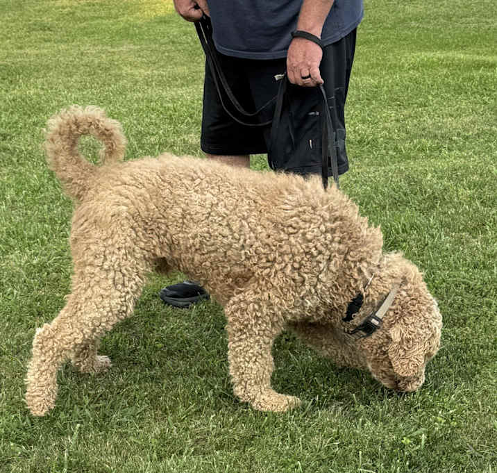 Photo of Bentley