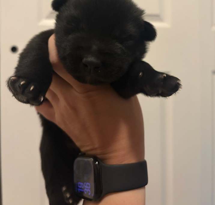 Photo of Wizard of Oz litter - Toto located in west TX