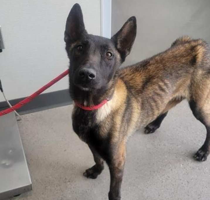 Photo of Cleo located in New Mexico