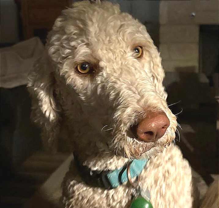 Photo of Dante (San Antonio)