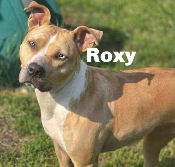 Photo of Roxy 250431