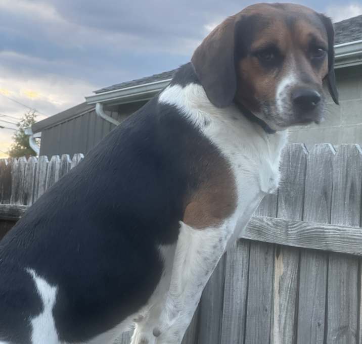 Photo of Bucky