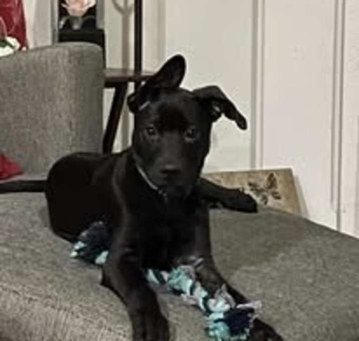 Photo of Baxter