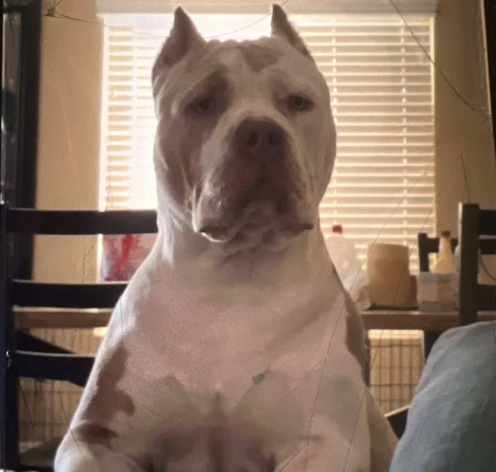 Photo of Khalessi