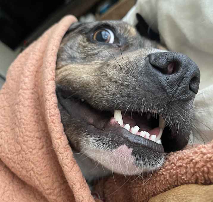 Photo of Chai