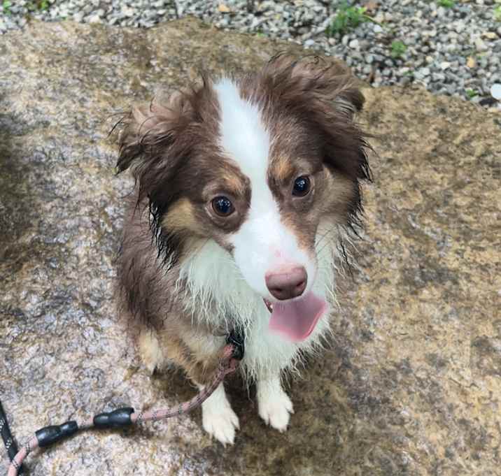Photo of Plum