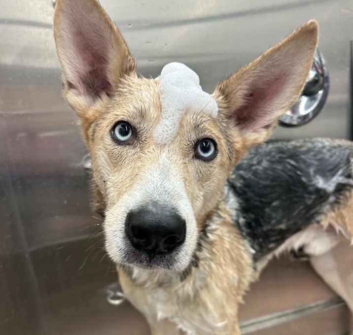 Photo of Whiskey