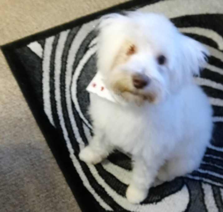 Photo of Bandit
