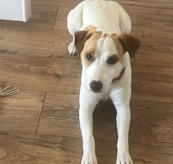 Photo of Milo