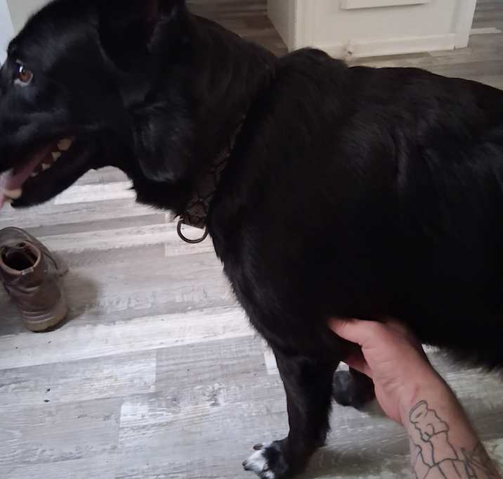 Photo of Loki