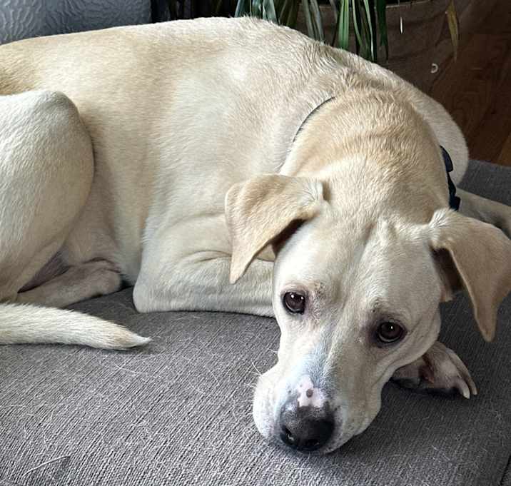 Photo of Winston