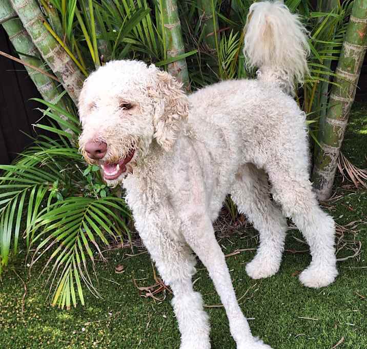 Photo of Tucker