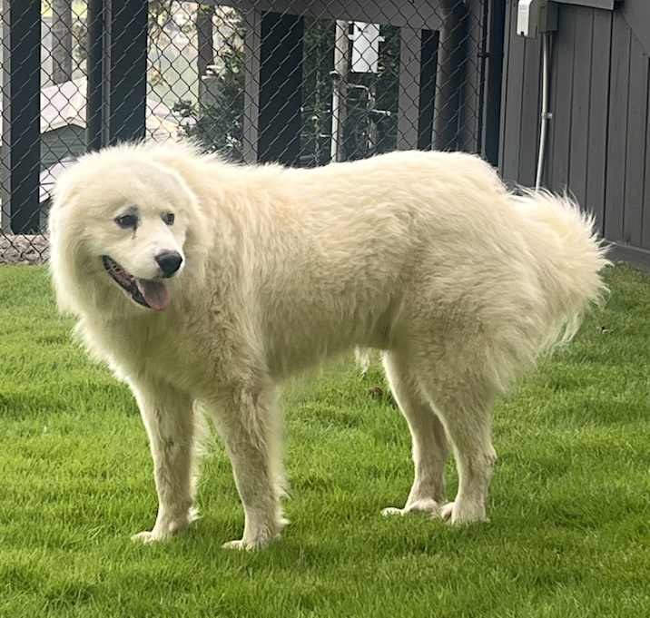 Photo of Pyr