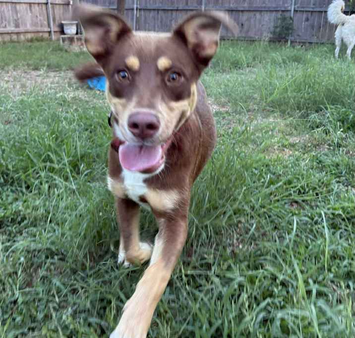 Photo of Bandit