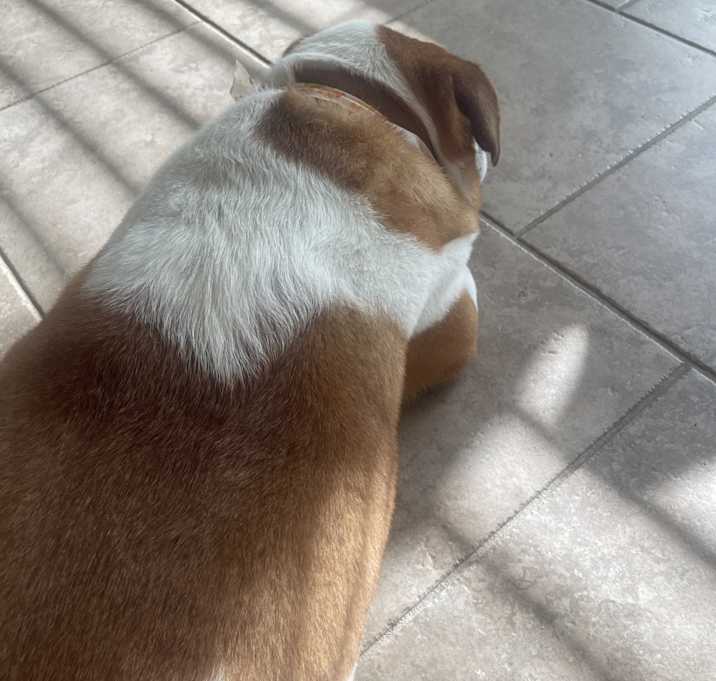 Photo of Cocoa
