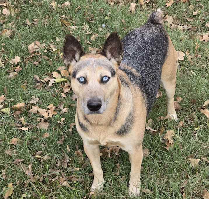 Photo of Tequila Beela
