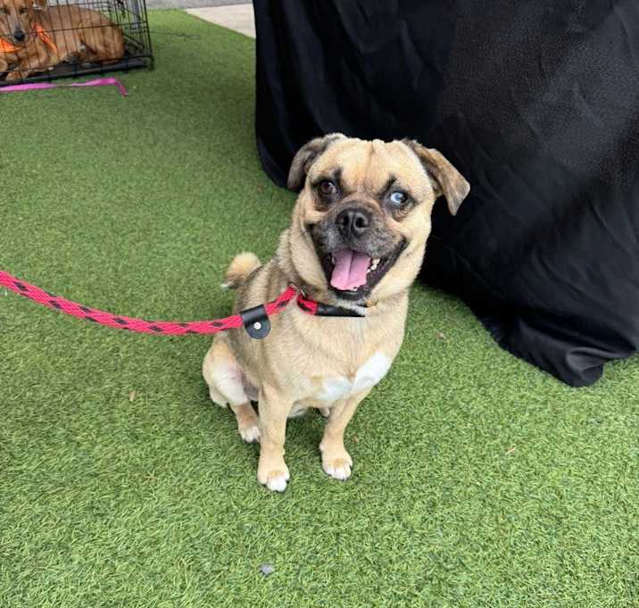 Photo of Otis