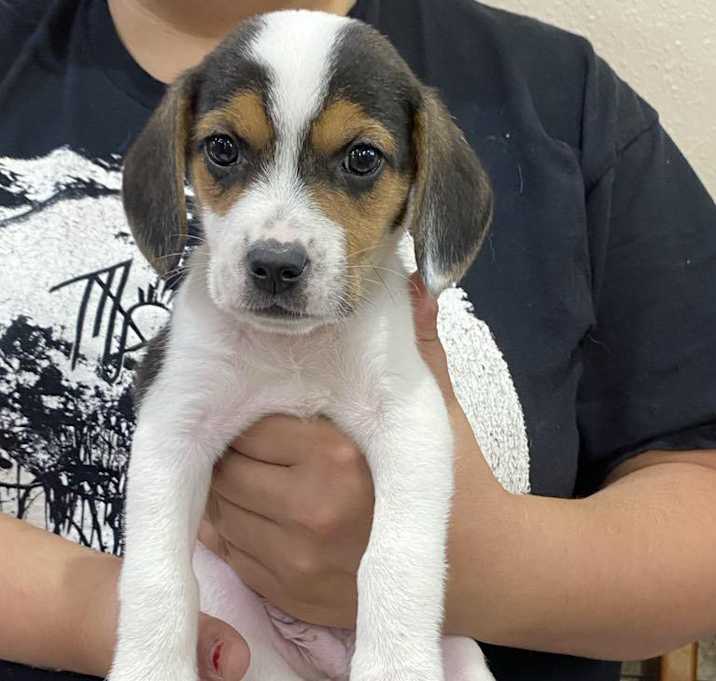 Photo of Knox the Beagle Mix Puppy