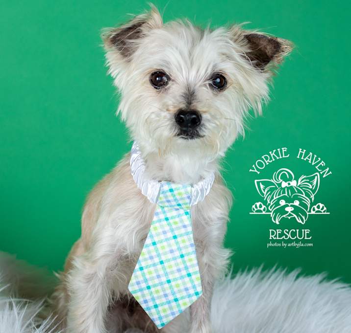 Photo of Gizmo