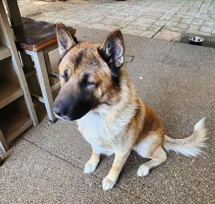 Photo of Mango