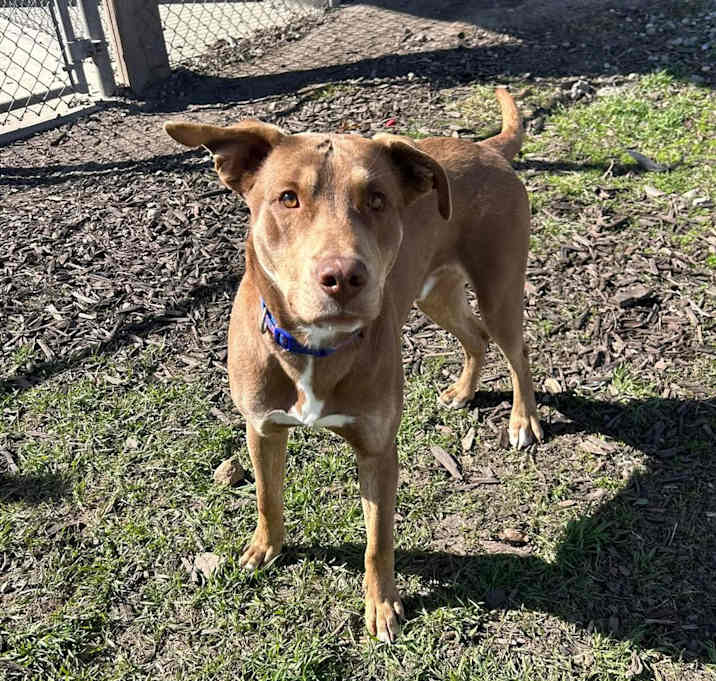 Photo of Brownie