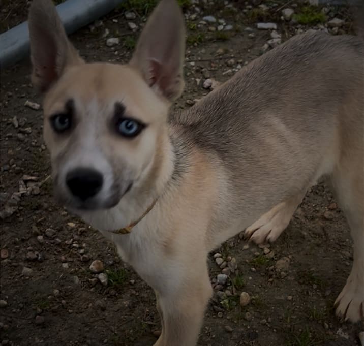 Photo of Diamond