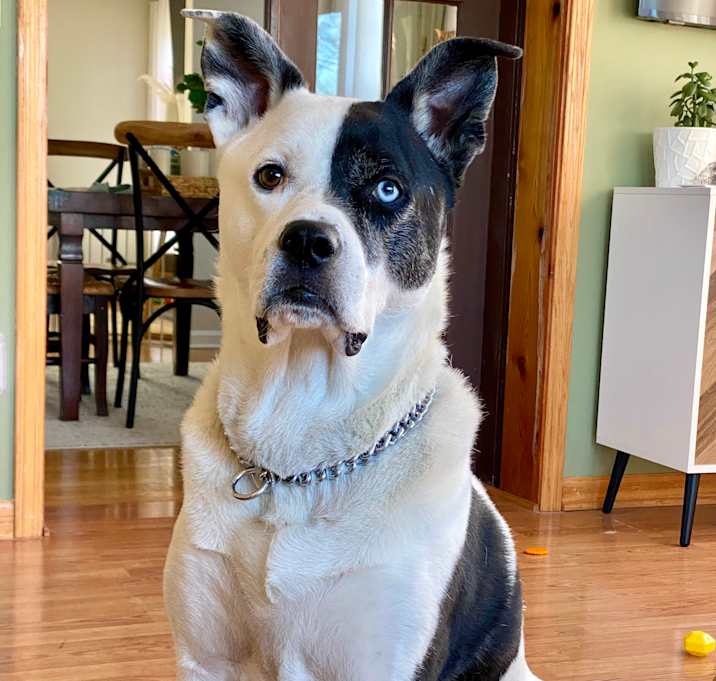 Photo of Caesar