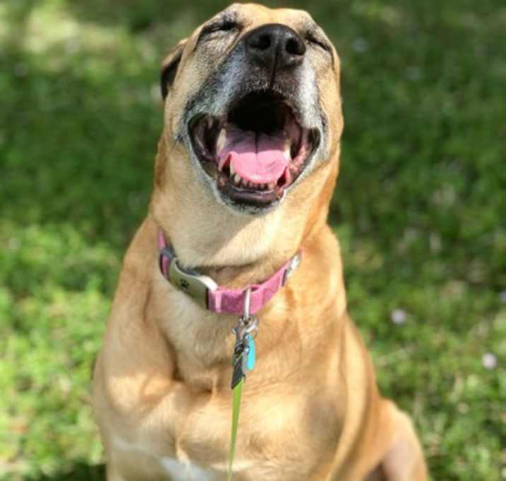 Photo of Petunia