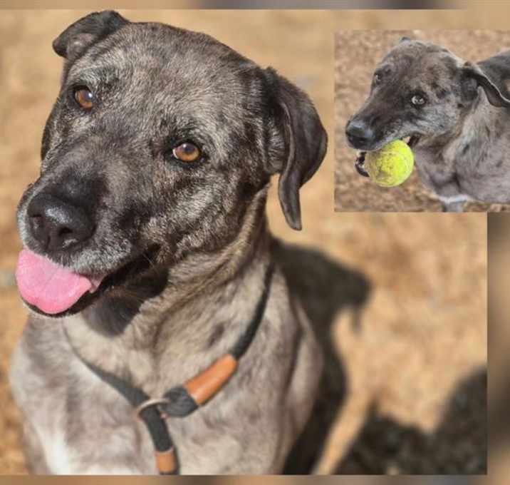Photo of PEPPER