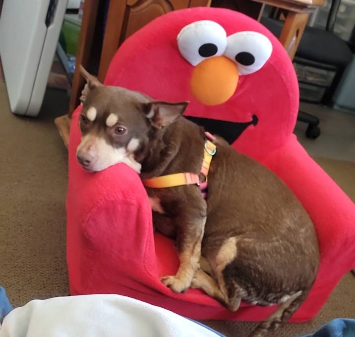 Photo of Hazel