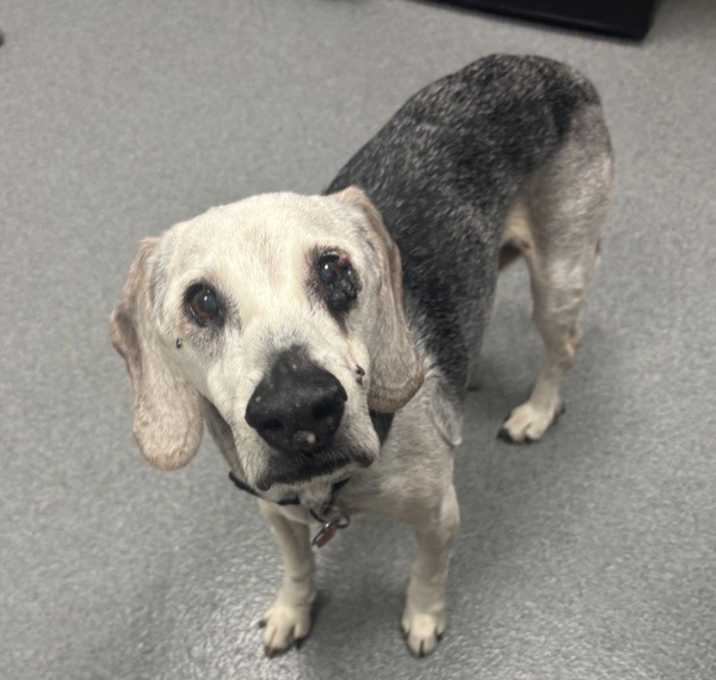 Photo of Baxter *bonded With Reggie*