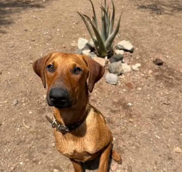 Photo of Scooby