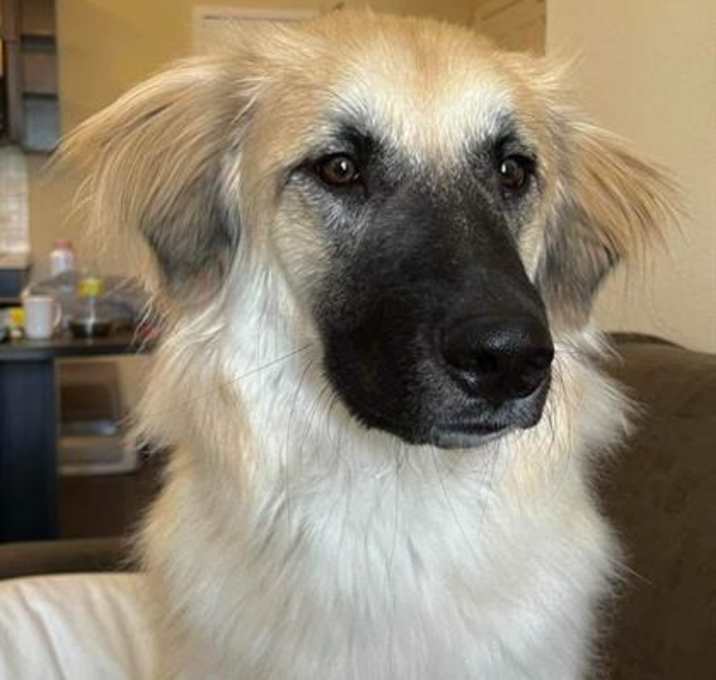 Photo of RILEY